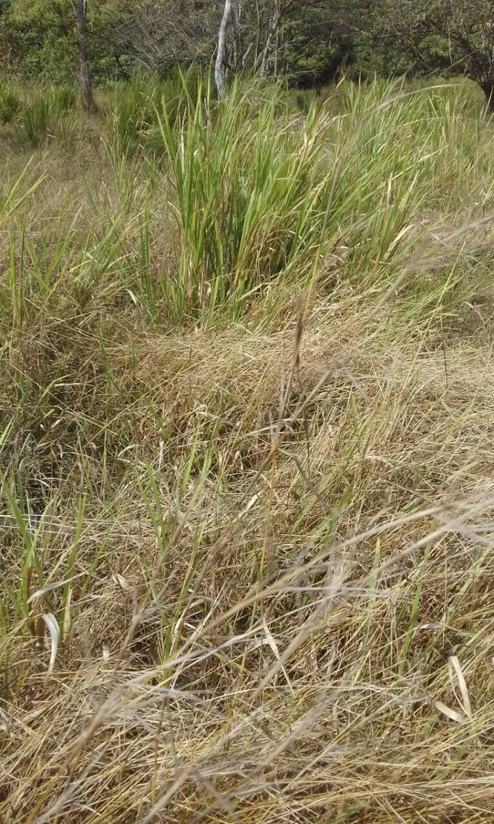 Terreno/Granja en Venta en Los Pozos