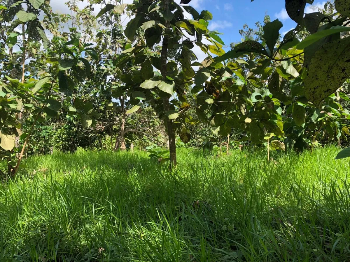 Terreno/Granja en Venta en Los Pozos
