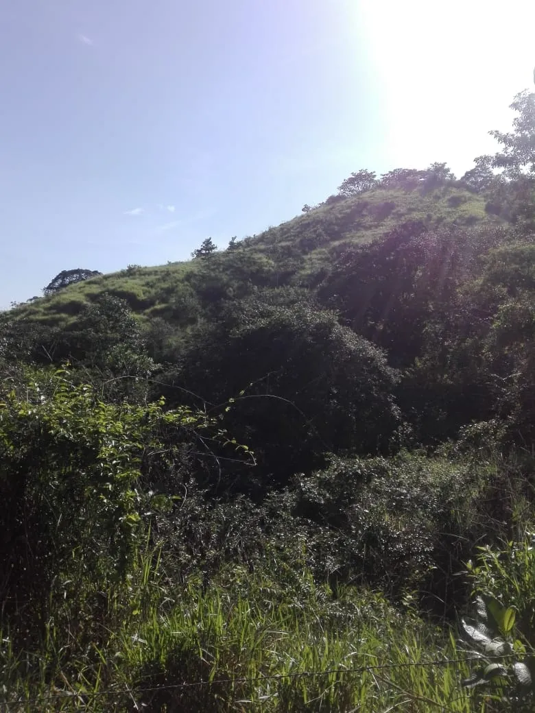 Terreno en venta en Llano de Piedra, comunidad de Bombachito, Provincia de Los Santos. 93.90 Acres (38 HA).