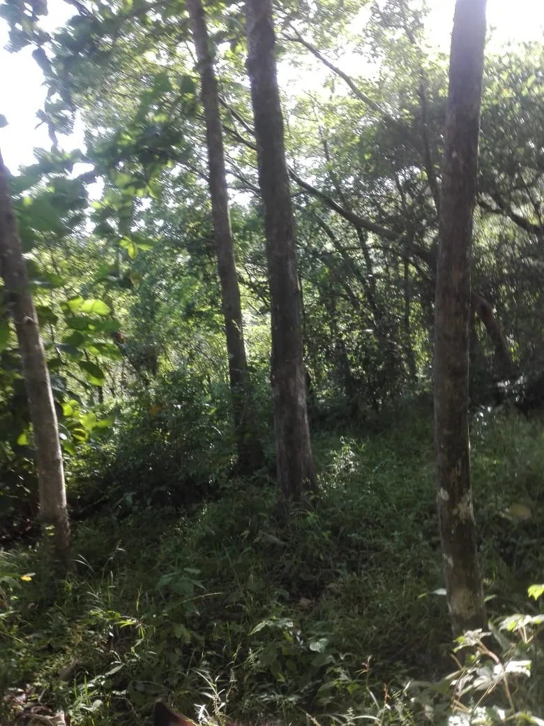 Terreno en venta en Llano de Piedra, comunidad de Bombachito, Provincia de Los Santos. 93.90 Acres (38 HA).
