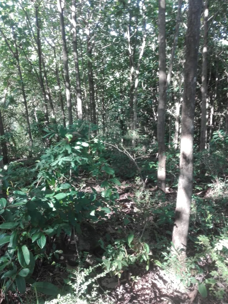 Terreno en venta en Llano de Piedra, comunidad de Bombachito, Provincia de Los Santos. 93.90 Acres (38 HA).