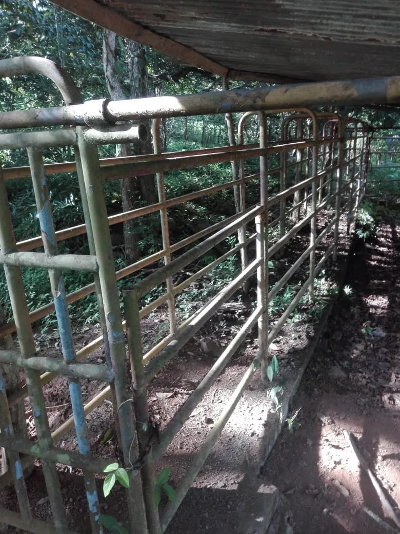 Terreno en venta en Llano de Piedra, comunidad de Bombachito, Provincia de Los Santos. 93.90 Acres (38 HA).