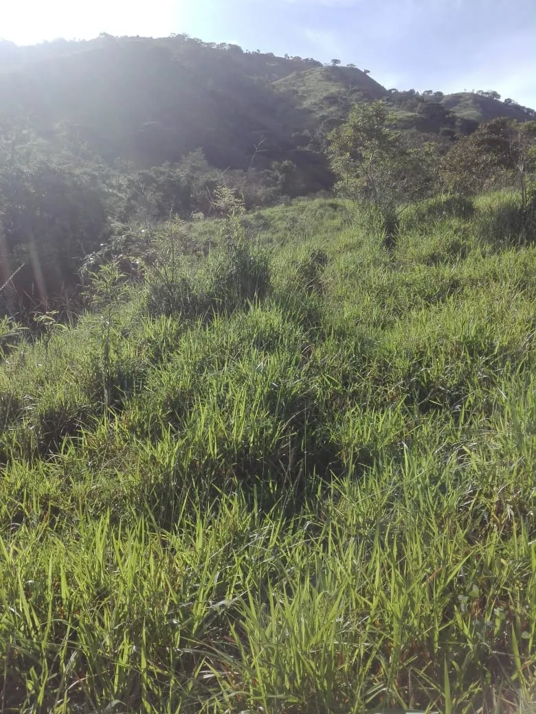 Terreno en venta en Llano de Piedra, comunidad de Bombachito, Provincia de Los Santos. 93.90 Acres (38 HA).