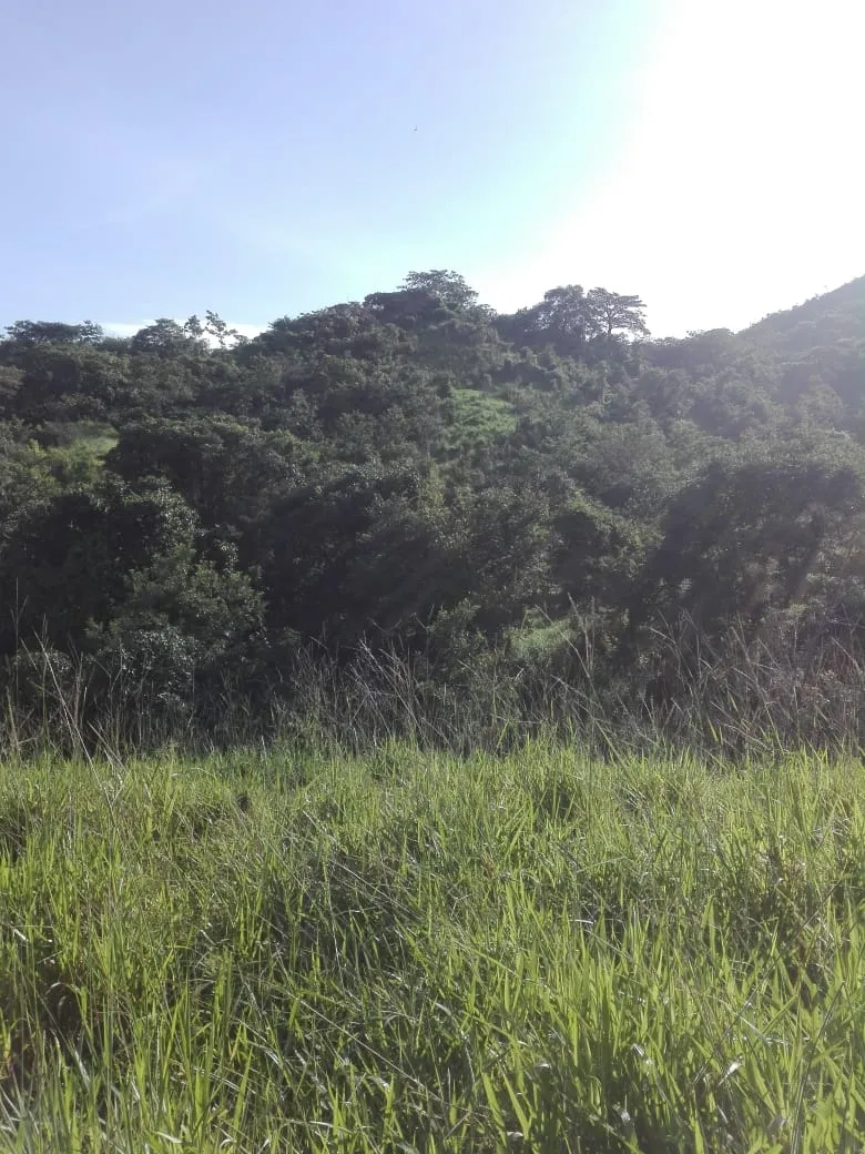 Terreno en venta en Llano de Piedra, comunidad de Bombachito, Provincia de Los Santos. 93.90 Acres (38 HA).