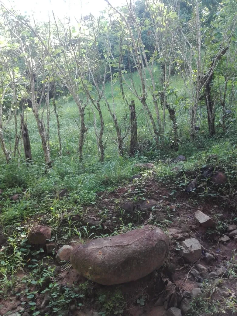 Terreno en venta en Llano de Piedra, comunidad de Bombachito, Provincia de Los Santos. 93.90 Acres (38 HA).