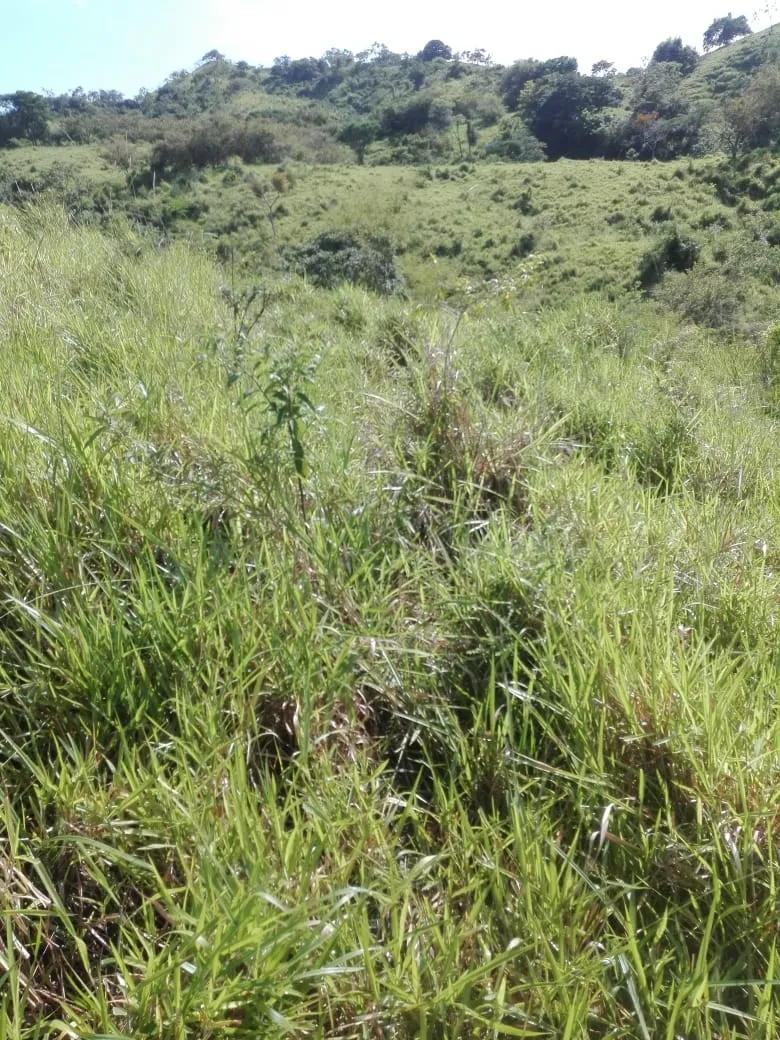 Terreno en venta en Llano de Piedra, comunidad de Bombachito, Provinci...