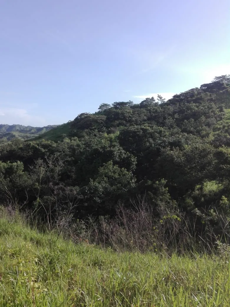 Terreno/Granja en Venta en Los Santos