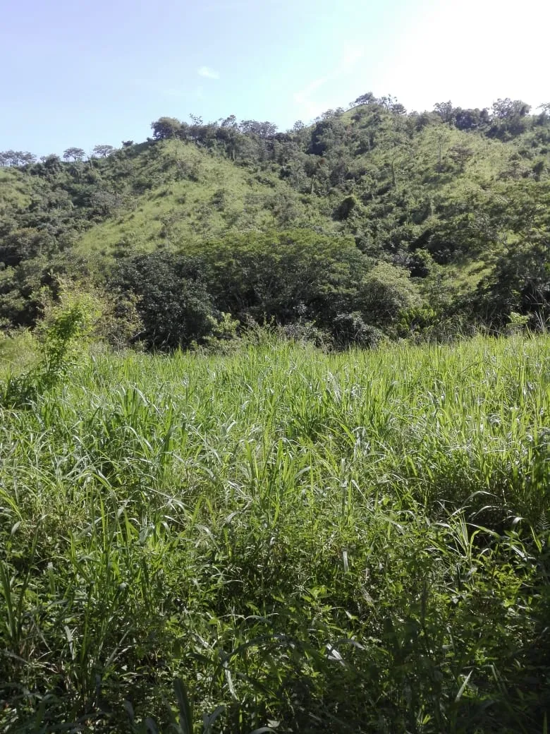 Terreno en venta GLOBO COMPLETO; En Llano de Piedra, comunidad de Bomb...