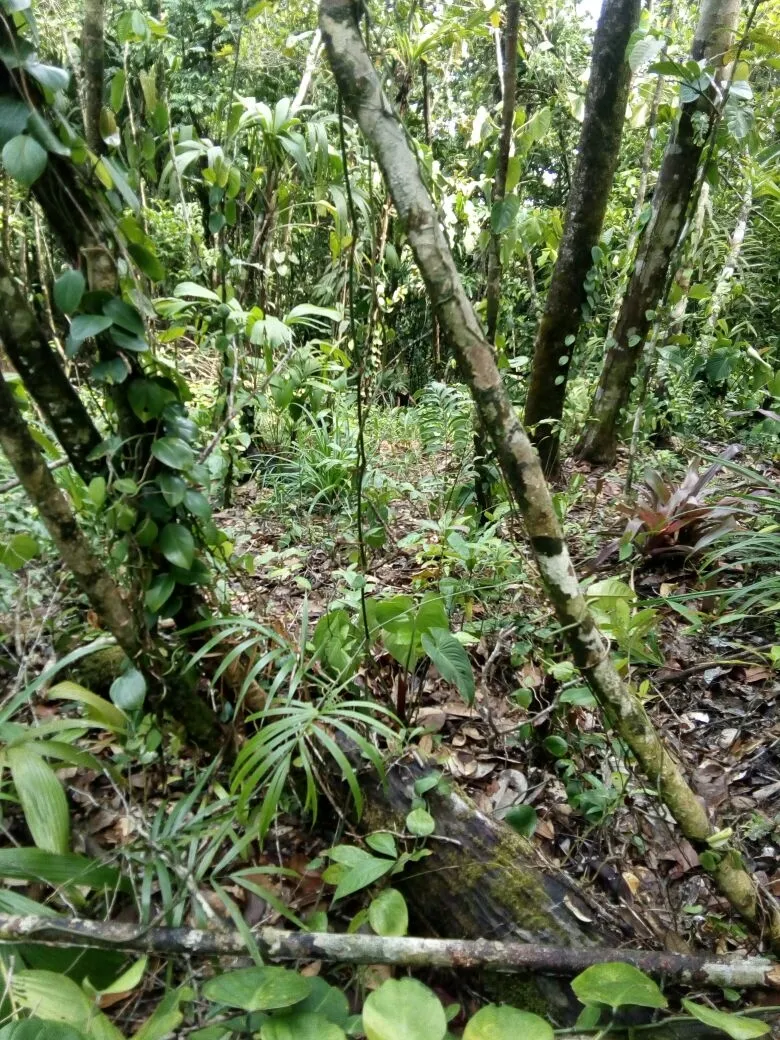 TERRENO FRENTE AL MAR EN VENTA, EN LA REGIÓN DE CALOVEBORA, VERAGUAS.