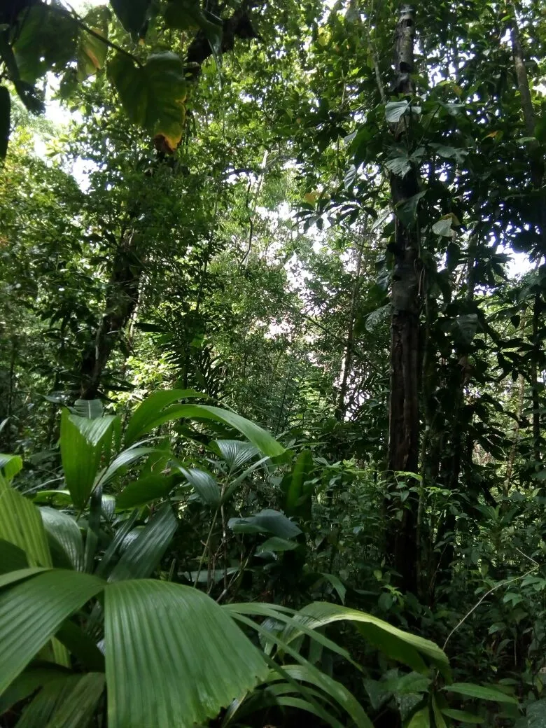 TERRENO FRENTE AL MAR EN VENTA, EN LA REGIÓN DE CALOVEBORA, VERAGUAS.