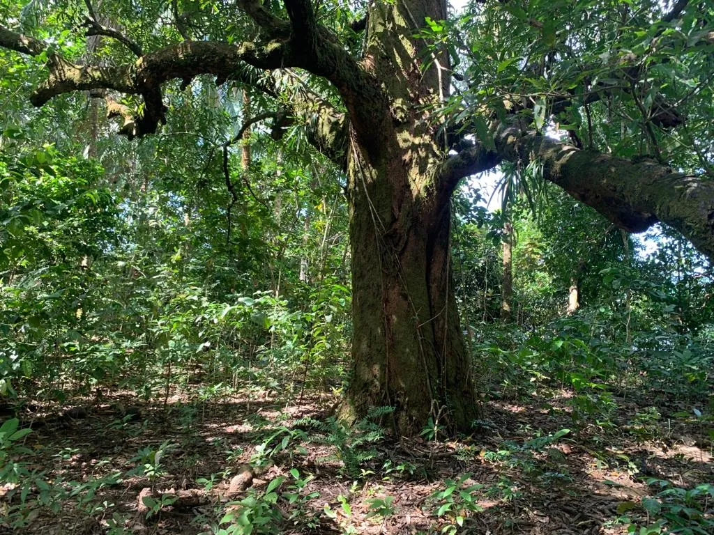 INCREÍBLE PROPIEDAD FRENTE AL MAR EN VENTA, 14 HECTÁREAS (34.59 ACRES); EN PLAYA ROSARIO, PIXVAE.