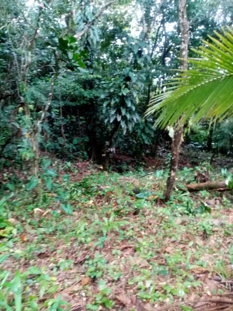 SE VENDE PROPIEDAD FRENTE AL MAR, UBICADA EN LA PLAYA EL BARCO BEJUCO, CALOVEBORA, DISTRITO DE SANTA FÉ 42 HA (103.78 ACRES).