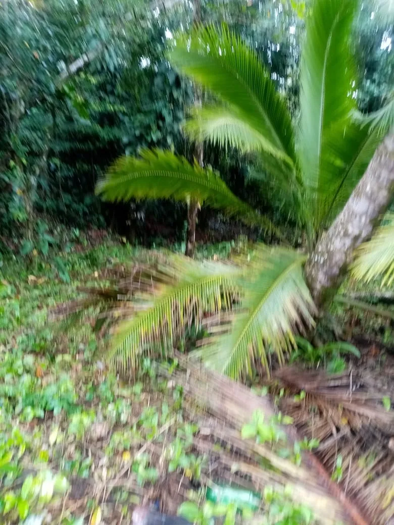 SE VENDE PROPIEDAD FRENTE AL MAR, UBICADA EN LA PLAYA EL BARCO BEJUCO, CALOVEBORA, DISTRITO DE SANTA FÉ 42 HA (103.78 ACRES).