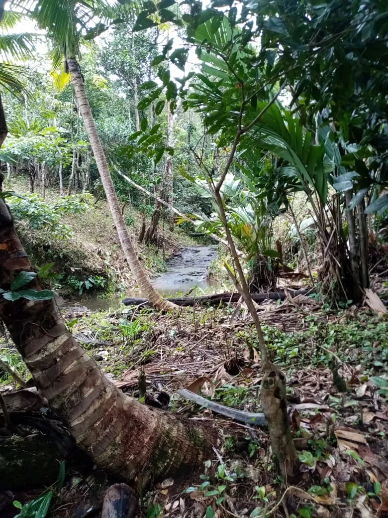 SE VENDE PROPIEDAD FRENTE AL MAR, UBICADA EN LA PLAYA EL BARCO BEJUCO, CALOVEBORA, DISTRITO DE SANTA FÉ 42 HA (103.78 ACRES).