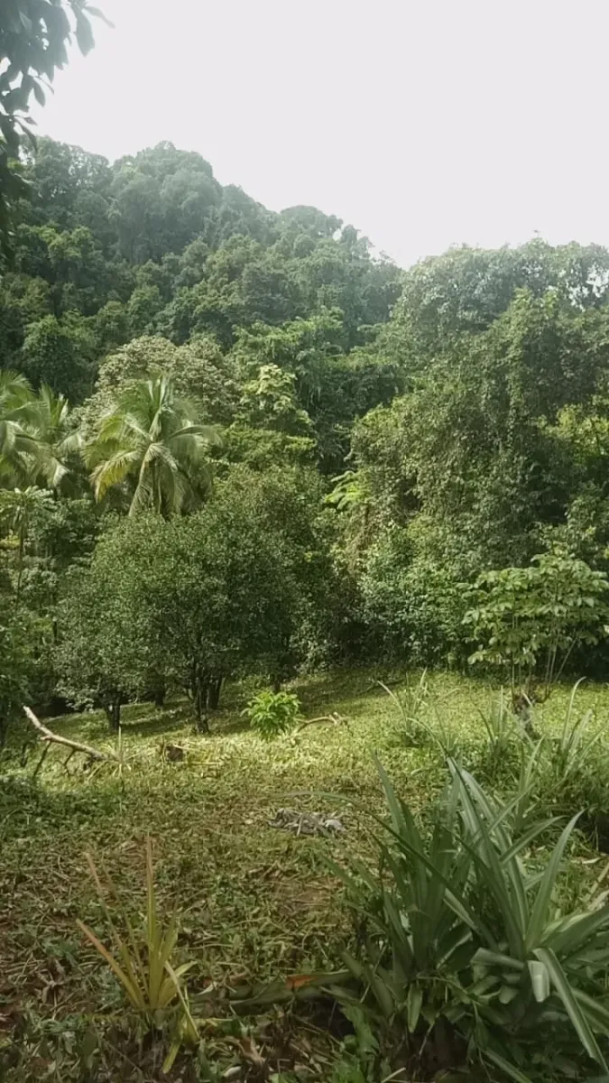 PROPIEDAD EN VENTA EN PLAYA NARANJITO 14.5 HECTÁREAS (35.83 ACRES), PUERTO ESCONDIDO; CERCA DE LA PLAYA ARRIMADERO, SONÁ.