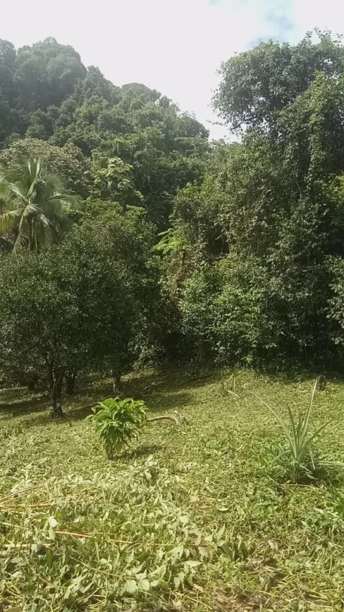 PROPIEDAD EN VENTA EN PLAYA NARANJITO 14.5 HECTÁREAS (35.83 ACRES), PUERTO ESCONDIDO; CERCA DE LA PLAYA ARRIMADERO, SONÁ.
