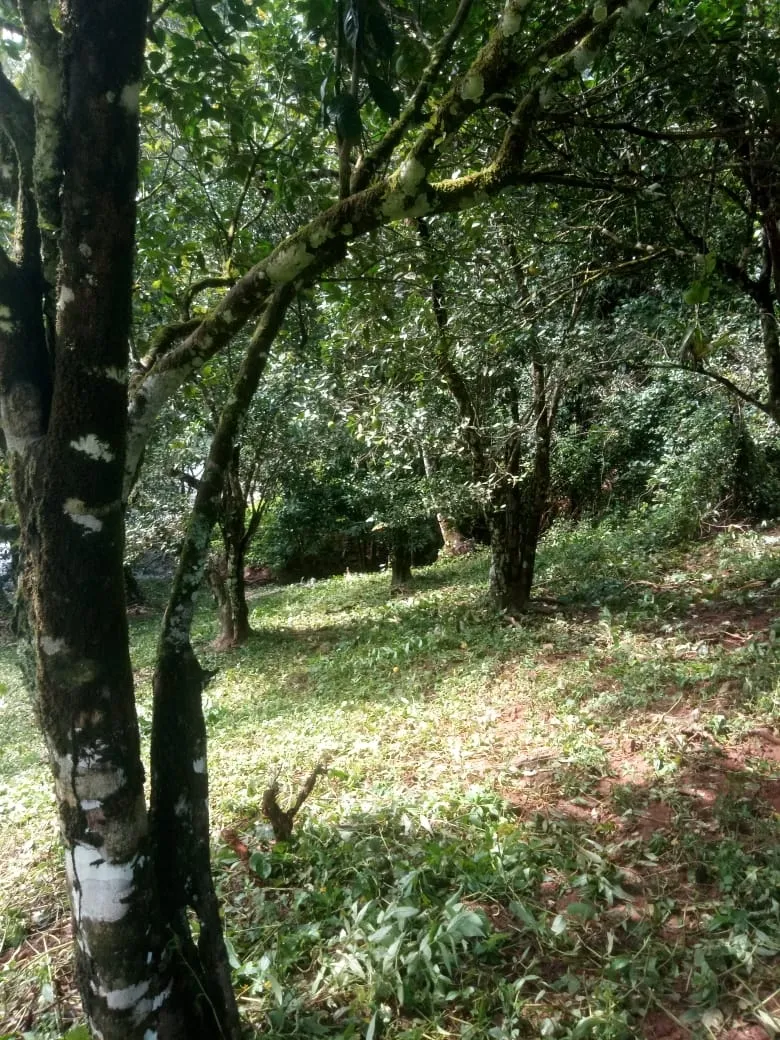 PROPIEDAD EN VENTA EN PLAYA NARANJITO 14.5 HECTÁREAS (35.83 ACRES), PUERTO ESCONDIDO; CERCA DE LA PLAYA ARRIMADERO, SONÁ.