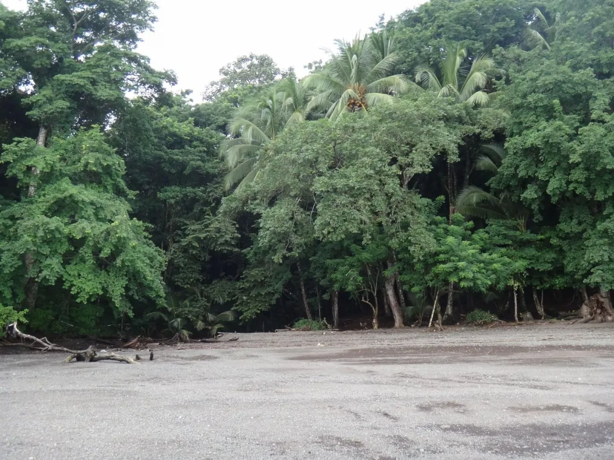 PROPIEDAD EN VENTA EN ISLA GOBERNADORA, VERAGUAS. 2.5 HECTÁREAS (6.17 ACRES).PROPIEDAD FRENTE AL MAR.