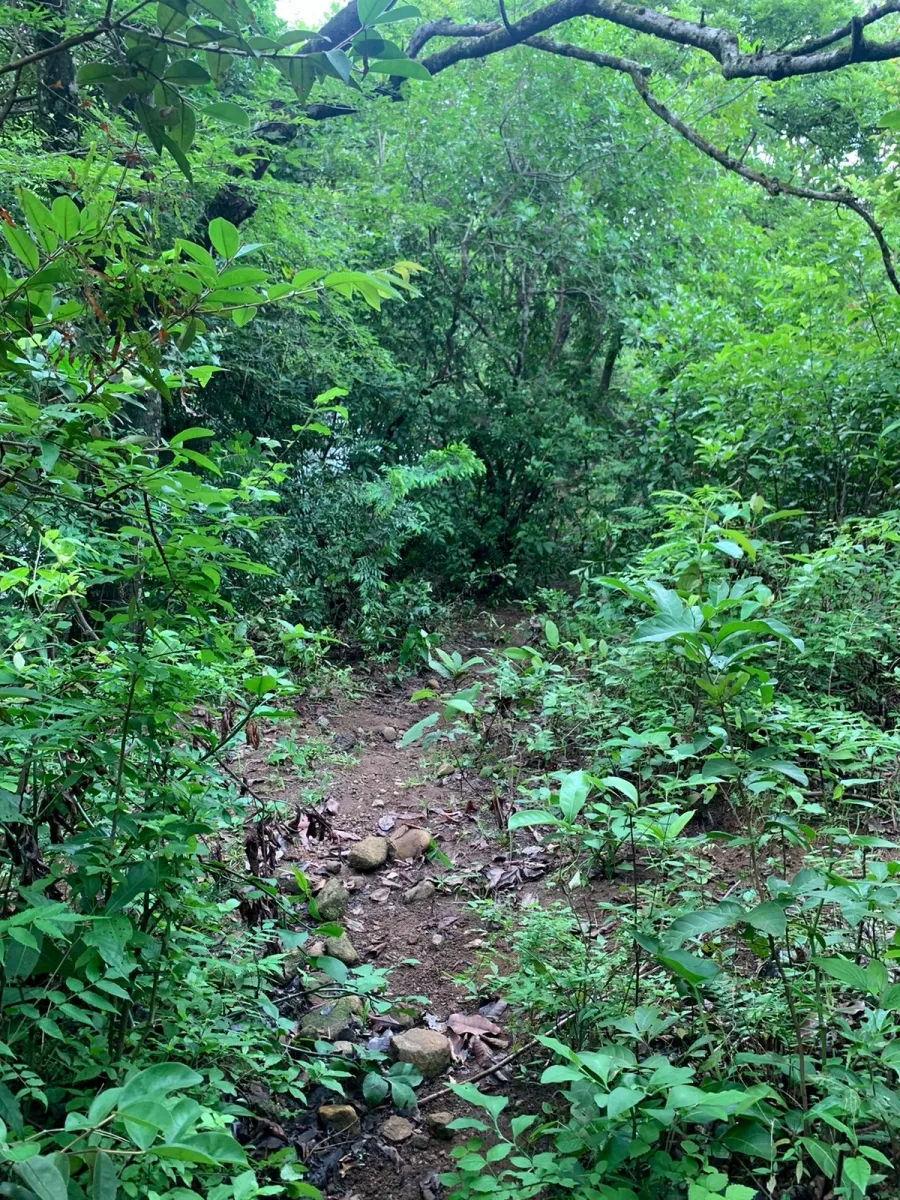 PROPIEDAD EN VENTA EN SANTA FE, VERAGUAS. 39 HECTÁREAS (96,37 ACRES).