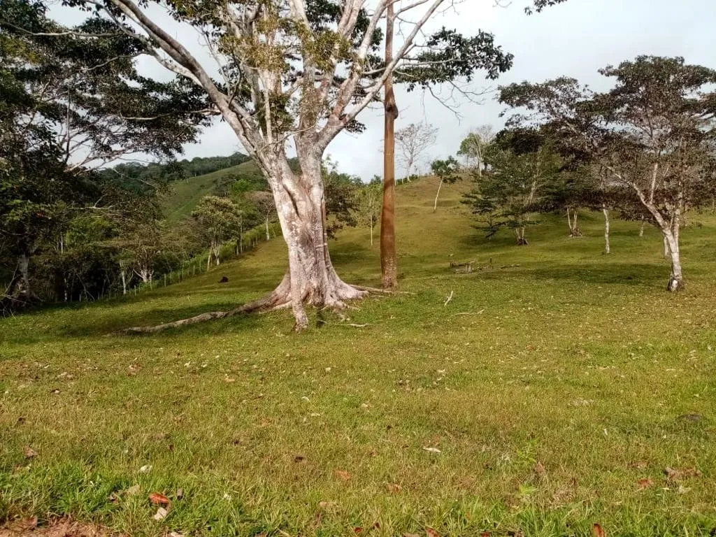 ESPECTACULAR FINCA EN VENTA EN PENONOME, 99 HECTÁREAS.