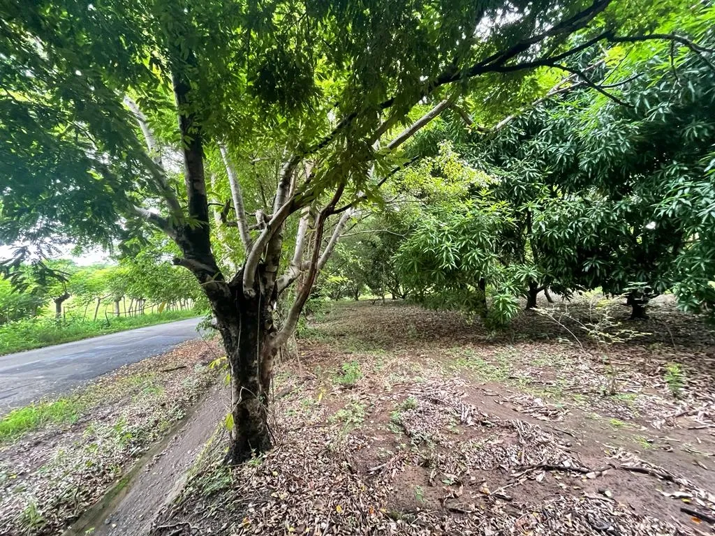 PROPIEDAD DE GRAN POTENCIAL A LA VENTA EN EL BORDE DE LA CALLE PRINCIPAL, EN HICACO, SANTA CATALINA, VERAGUAS. DE 13.000 METROS CUADRADOS (3,212 ACRES