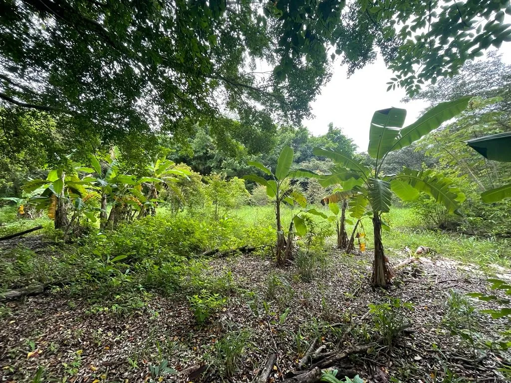 PROPIEDAD DE GRAN POTENCIAL A LA VENTA EN EL BORDE DE LA CALLE PRINCIPAL, EN HICACO, SANTA CATALINA, VERAGUAS. DE 13.000 METROS CUADRADOS (3,212 ACRES