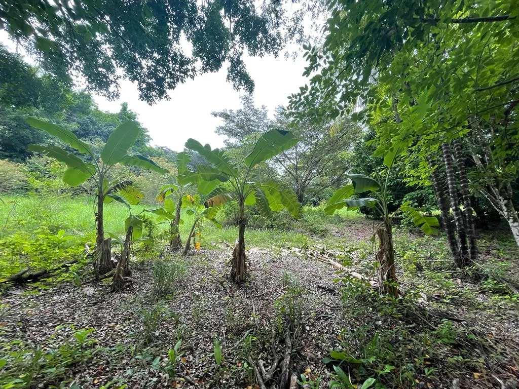 PROPIEDAD DE GRAN POTENCIAL A LA VENTA EN EL BORDE DE LA CALLE PRINCIPAL, EN HICACO, SANTA CATALINA, VERAGUAS. DE 13.000 METROS CUADRADOS (3,212 ACRES