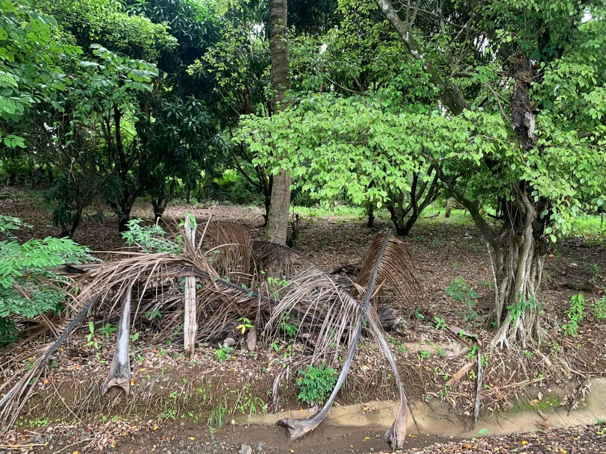PROPIEDAD DE GRAN POTENCIAL A LA VENTA EN EL BORDE DE LA CALLE PRINCIPAL, EN HICACO, SANTA CATALINA, VERAGUAS. DE 13.000 METROS CUADRADOS (3,212 ACRES