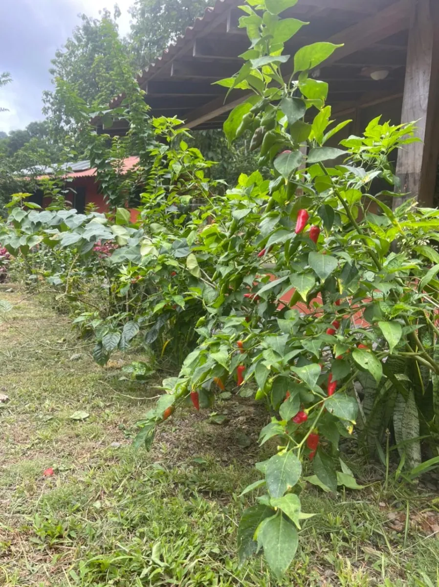 Propiedades de Bosque y Playa en Panamá para la venta; Mata Palo, Cerro Hoya. Veraguas.