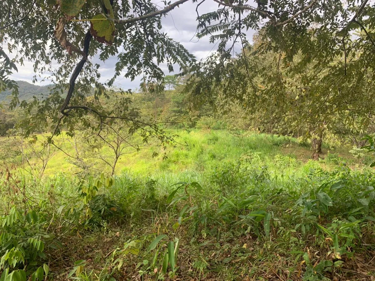 INCREIBLE OPORTUNIDAD DE COMPRAR UN LOTE DE TERRENO A UN EXCELENTE PRECIO. 19 HECTERAS (46.95 ACRES) SAN LORENZO, VERAGUAS.