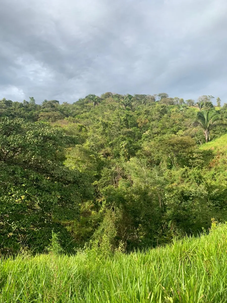 INCREIBLE OPORTUNIDAD DE COMPRAR UN LOTE DE TERRENO A UN EXCELENTE PRECIO. 19 HECTERAS (46.95 ACRES) SAN LORENZO, VERAGUAS.