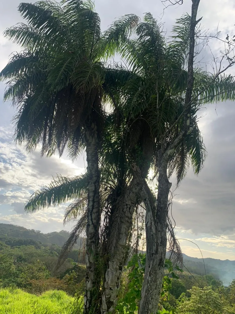 INCREIBLE OPORTUNIDAD DE COMPRAR UN LOTE DE TERRENO A UN EXCELENTE PRECIO. 19 HECTERAS (46.95 ACRES) SAN LORENZO, VERAGUAS.