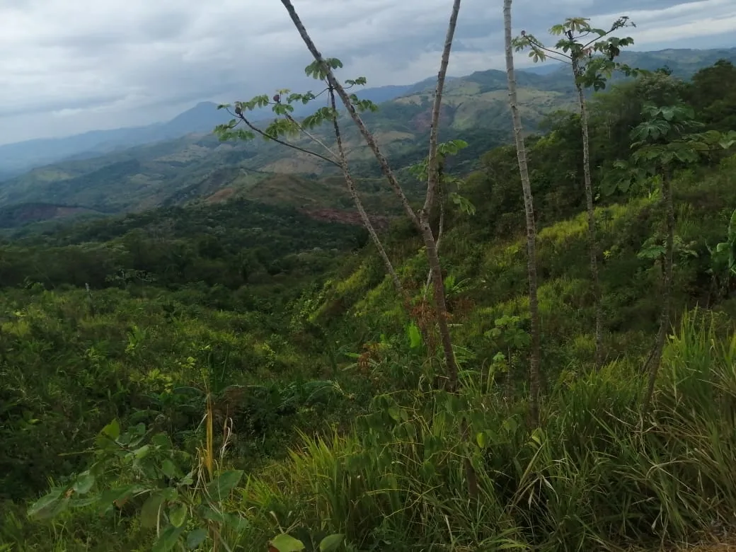 FINCA EN VENTA EN LAS PALMAS DE VERAGUAS, SECTOR LA PIFA.