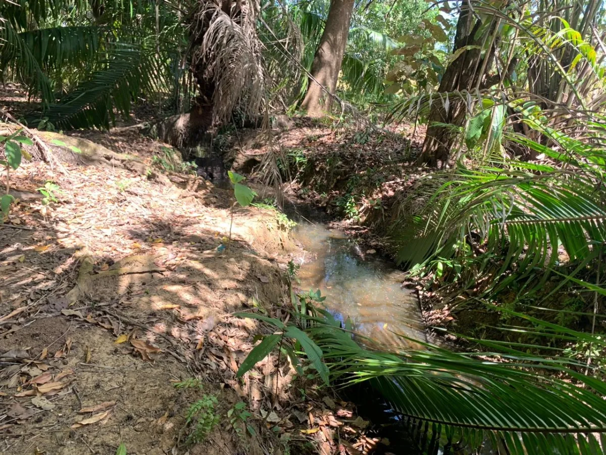SE VENDE PROPIEDAD DE 8 HECTAREAS ( 19.76 ACRES). EL TIGRE AMARRILLOS , VERAGUAS.
