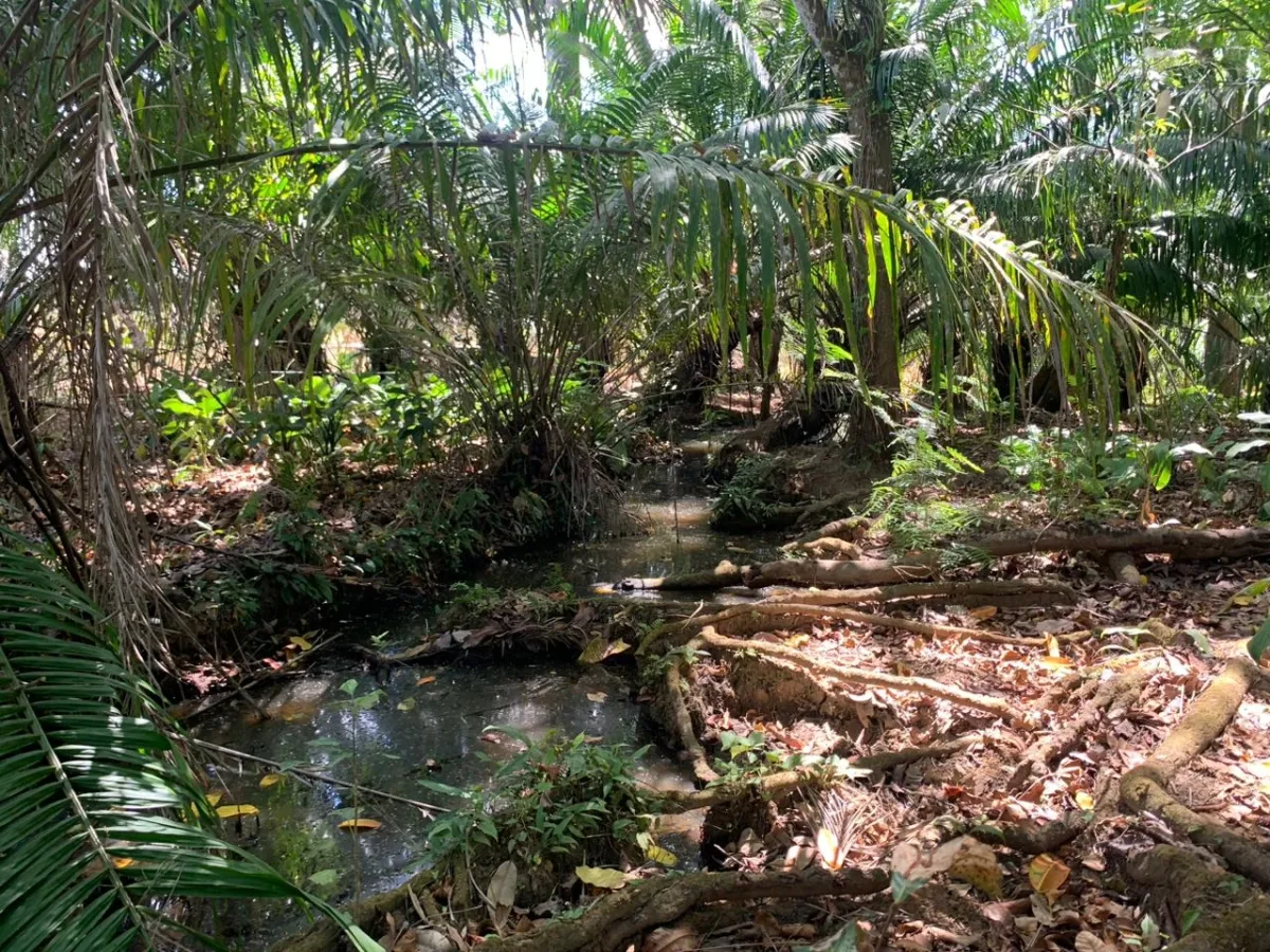 SE VENDE PROPIEDAD DE 8 HECTAREAS ( 19.76 ACRES). EL TIGRE AMARRILLOS , VERAGUAS.