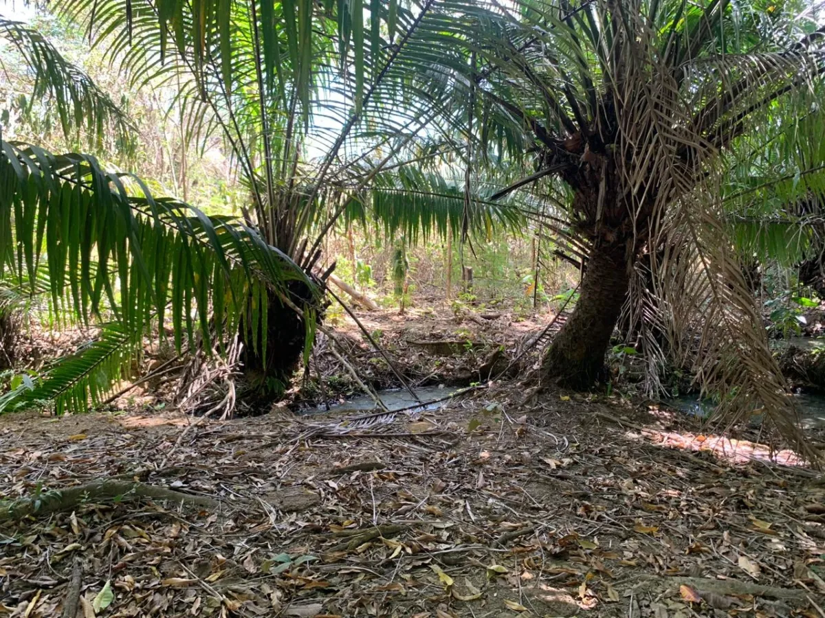 SE VENDE PROPIEDAD DE 8 HECTAREAS ( 19.76 ACRES). EL TIGRE AMARRILLOS , VERAGUAS.