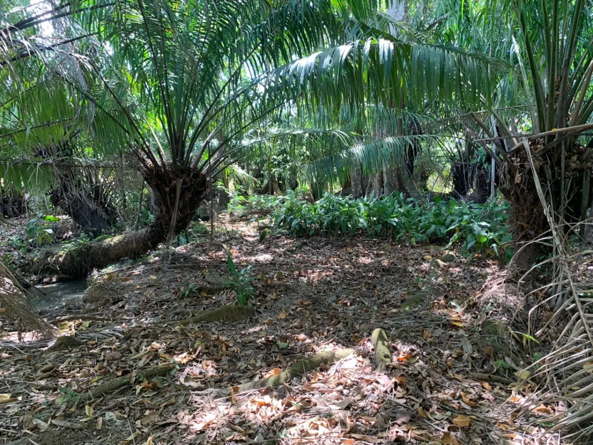 SE VENDE PROPIEDAD DE 8 HECTAREAS ( 19.76 ACRES). EL TIGRE AMARRILLOS , VERAGUAS.