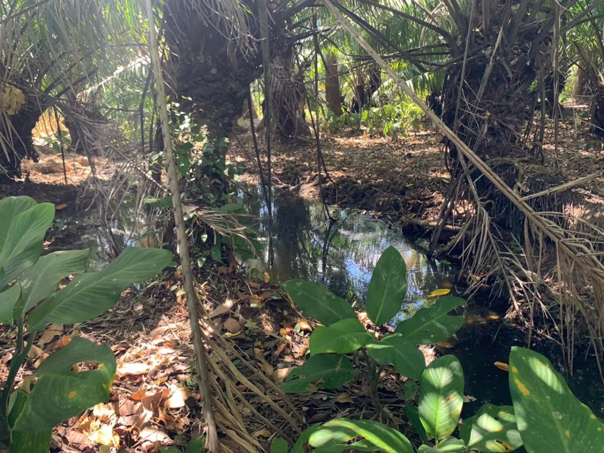 SE VENDE PROPIEDAD DE 8 HECTAREAS ( 19.76 ACRES). EL TIGRE AMARRILLOS , VERAGUAS.