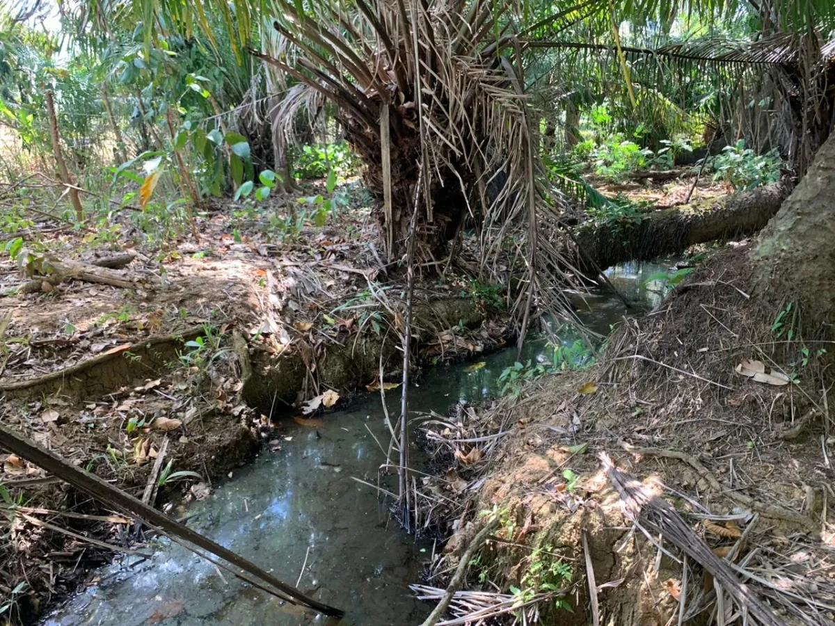 SE VENDE PROPIEDAD DE 8 HECTAREAS ( 19.76 ACRES). EL TIGRE AMARRILLOS , VERAGUAS.