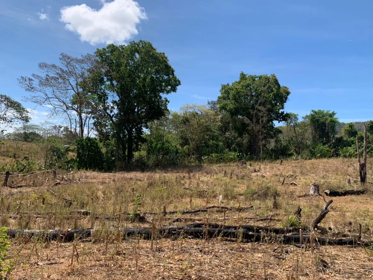 SE VENDE PROPIEDAD DE 8 HECTAREAS ( 19.76 ACRES). EL TIGRE AMARRILLOS , VERAGUAS.