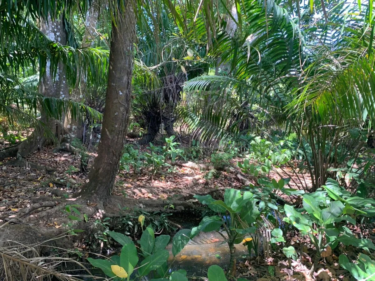 SE VENDE PROPIEDAD DE 8 HECTAREAS ( 19.76 ACRES). EL TIGRE AMARRILLOS , VERAGUAS.