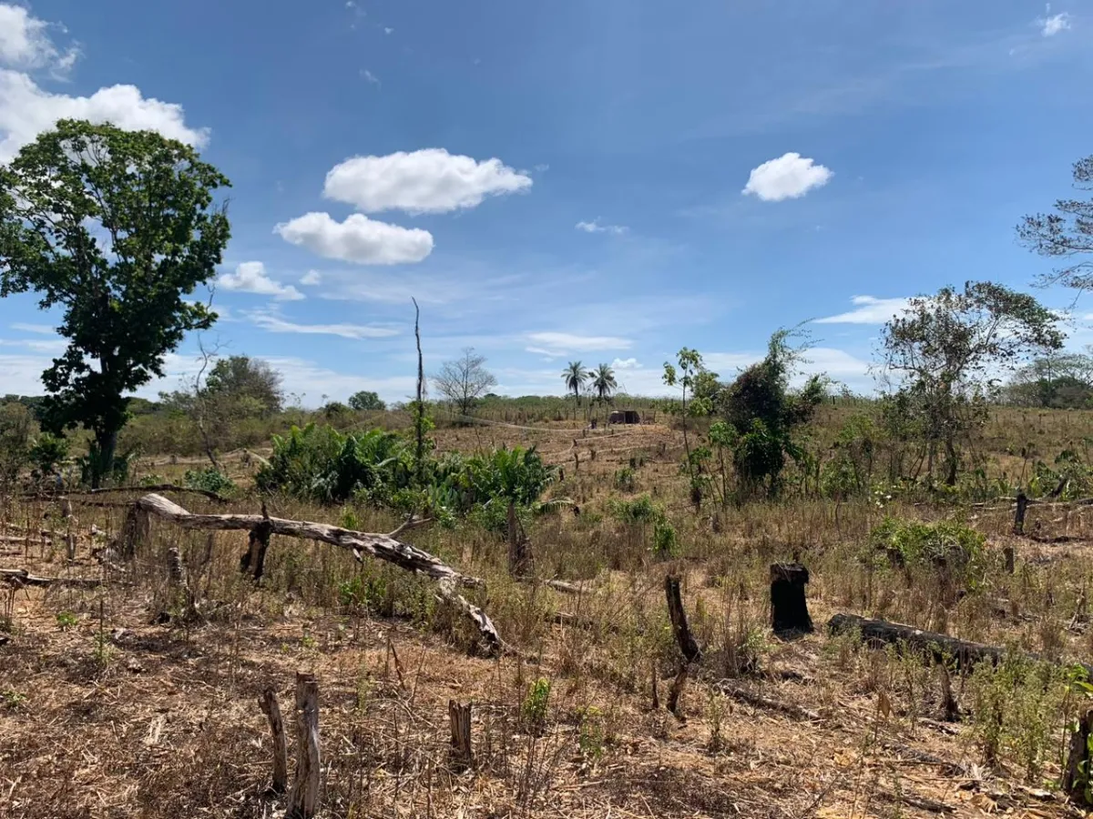 SE VENDE PROPIEDAD DE 8 HECTAREAS ( 19.76 ACRES). EL TIGRE AMARRILLOS , VERAGUAS.