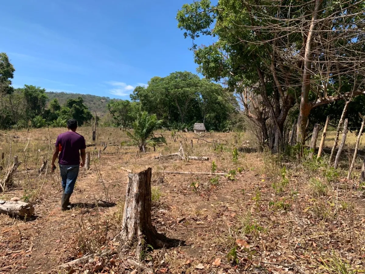 SE VENDE PROPIEDAD DE 8 HECTAREAS ( 19.76 ACRES). EL TIGRE AMARRILLOS , VERAGUAS.