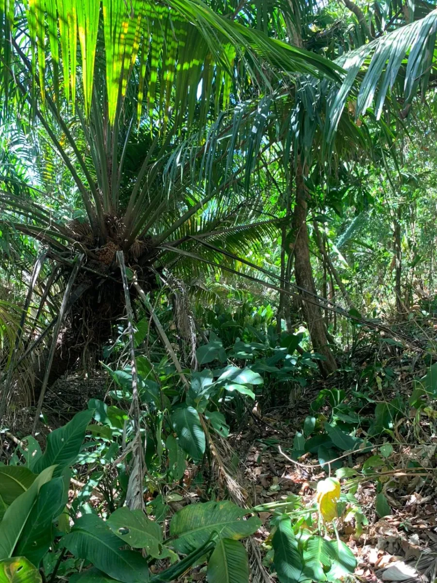 SE VENDE PROPIEDAD DE 8 HECTAREAS ( 19.76 ACRES). EL TIGRE AMARRILLOS , VERAGUAS.