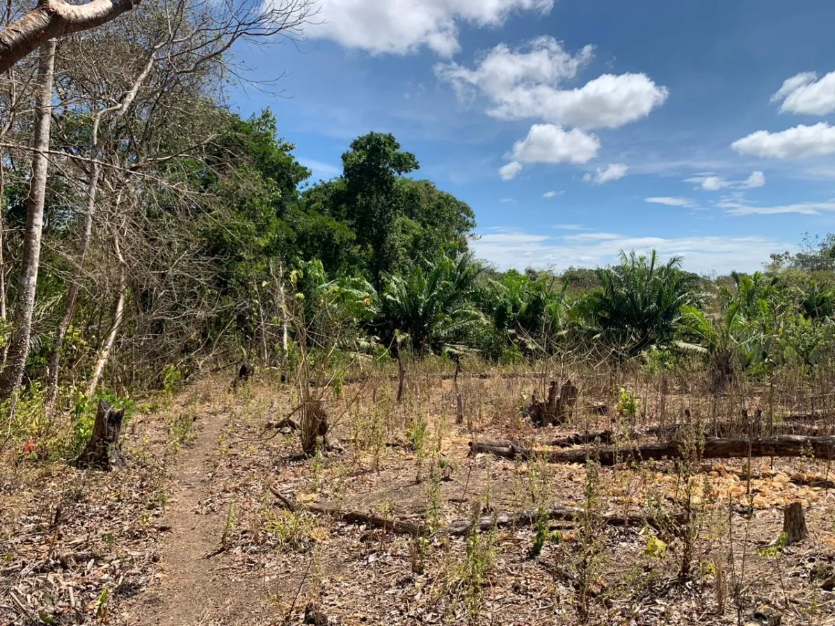 SE VENDE PROPIEDAD DE 8 HECTAREAS ( 19.76 ACRES). EL TIGRE AMARRILLOS , VERAGUAS.