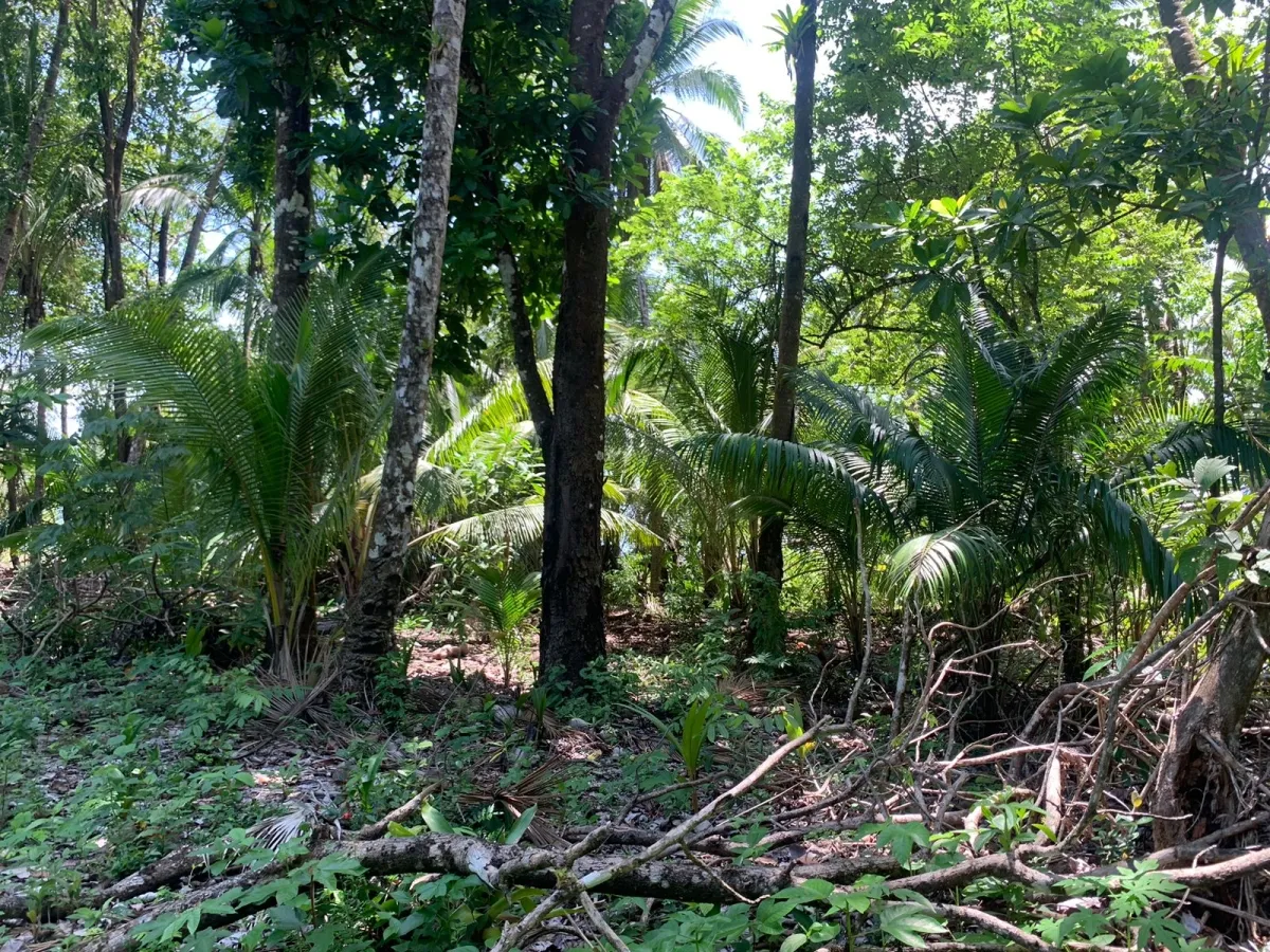 UNA HECTAREA DE PROPIEDAD EN VENTA, EN LA ISLA DE CEBACO, FRENTE AL MA...