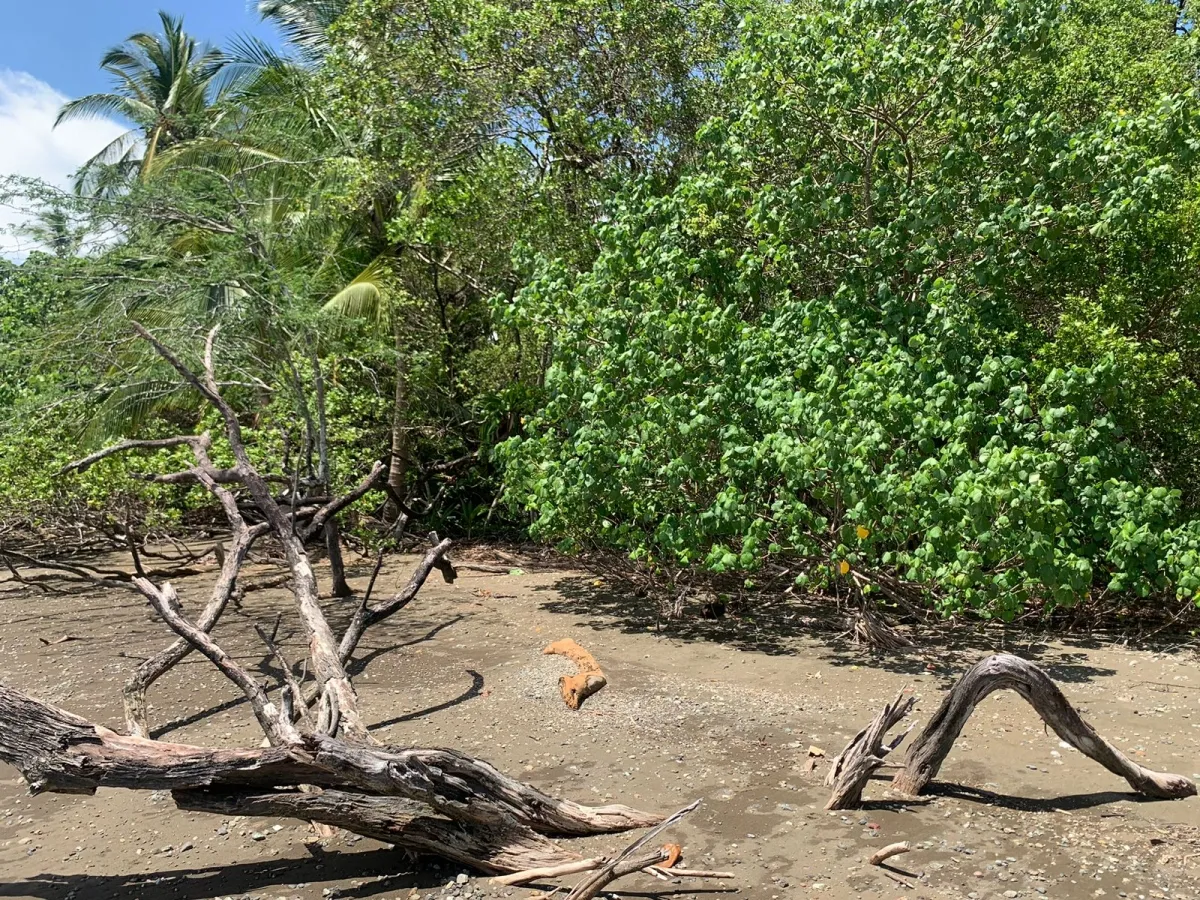 UNA HECTAREA DE PROPIEDAD EN VENTA, EN LA ISLA DE CEBACO, FRENTE AL MAR.