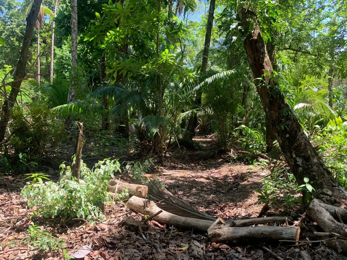UNA HECTAREA DE PROPIEDAD EN VENTA, EN LA ISLA DE CEBACO, FRENTE AL MAR.