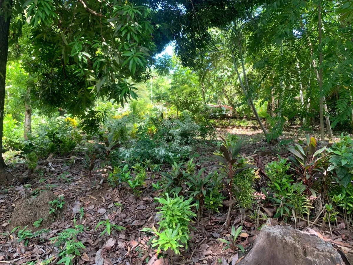 UNA HECTAREA DE PROPIEDAD EN VENTA, EN LA ISLA DE CEBACO, FRENTE AL MAR.