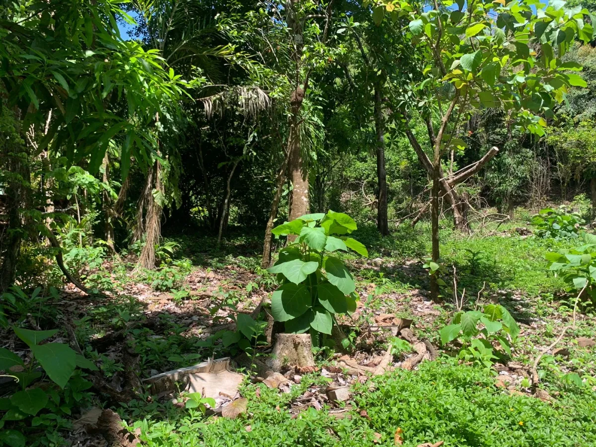 UNA HECTAREA DE PROPIEDAD EN VENTA, EN LA ISLA DE CEBACO, FRENTE AL MAR.